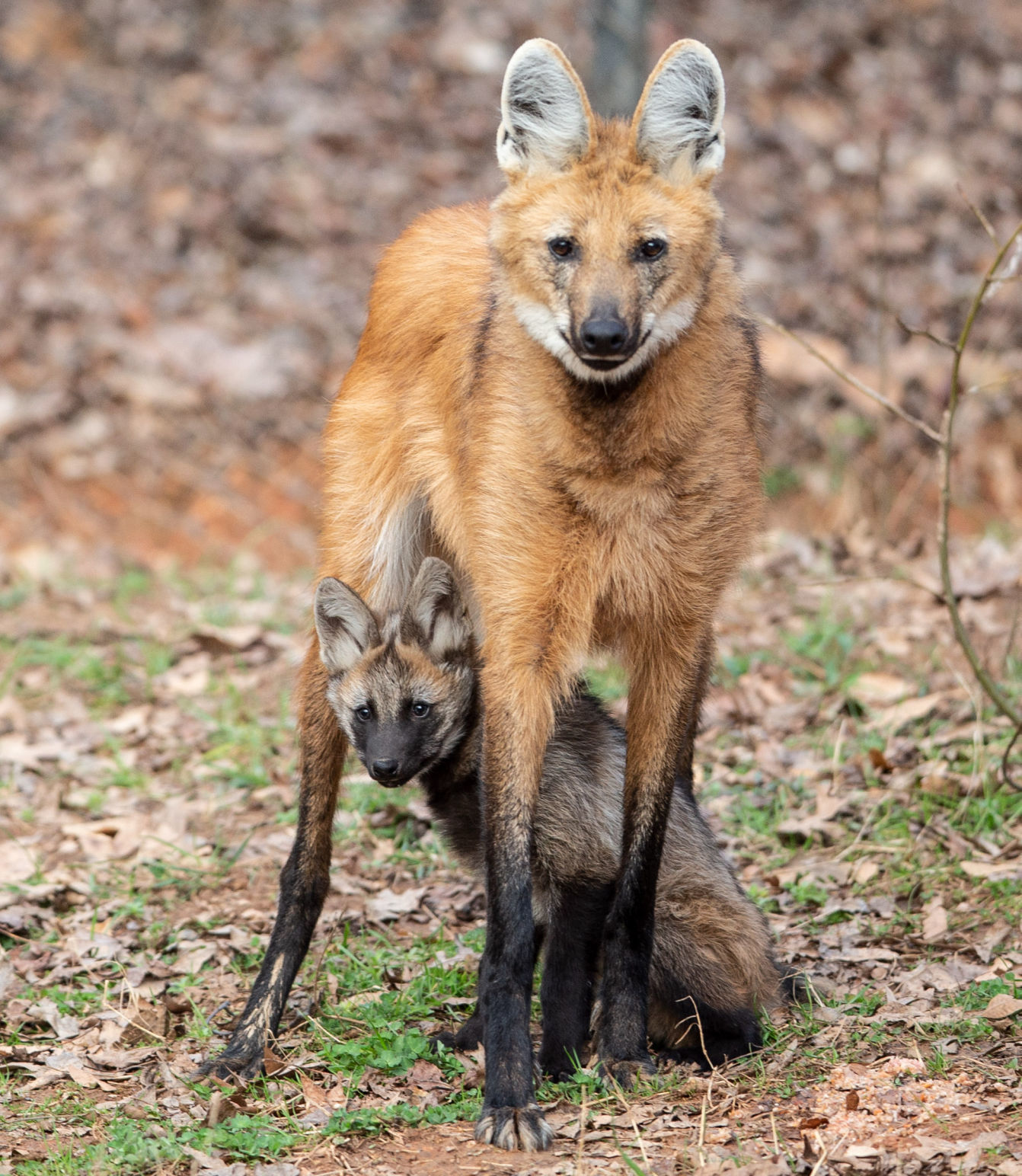 Maned Wolf Pups